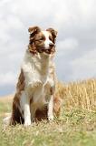 BORDER COLLIE 679